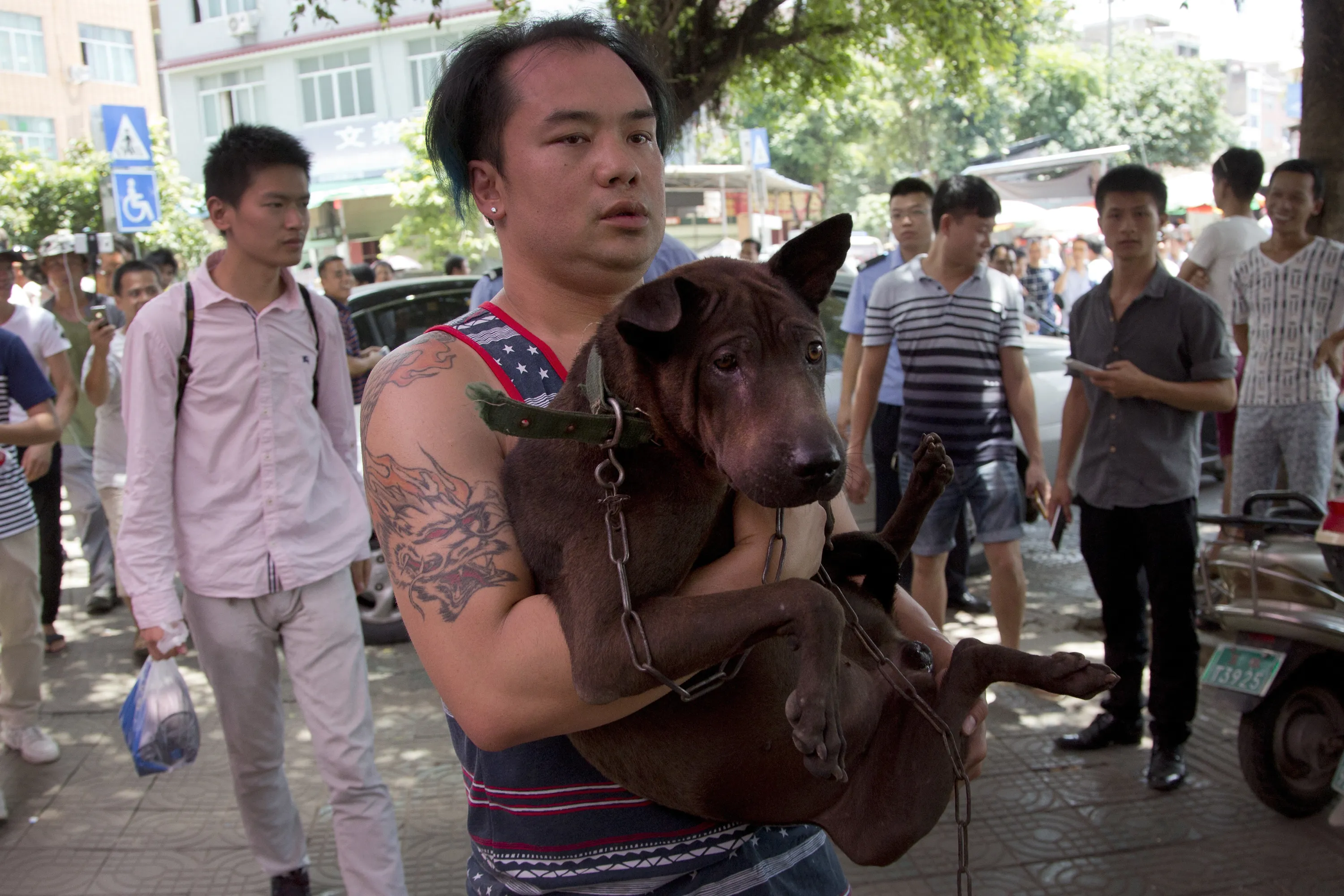 Китайская пародия. Фестиваль поедания собак в Китае. Юйлинь фестиваль собачьего мяса. Фестиваль поедания собак и собачьего мяса в Китае.