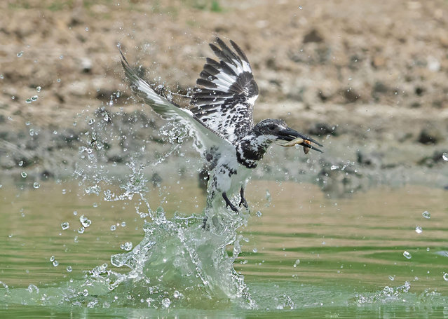 A pied kingfisher makes a splash in a river in Hong Kong in the last decade of September 2023 (Photo by Mark Yeung/Solent News & Photo Agency)