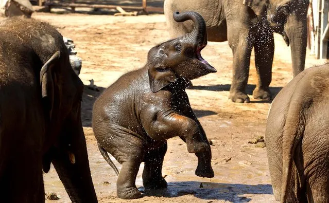 Nayan, an Asian elephant, stands on his hind legs as he is squirted with water by his keepers to keep cool at Chester Zoo, England on May 22, 2012