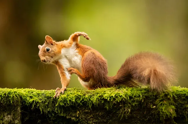 A red squirrel forages for food in preparation for winter in the Widdale red squirrel reserve in North Yorkshire, England on October 18, 2019. The UK Squirrel Accord estimates that there are about 140,000 red squirrels in the UK, years ago there were more than 3m. (Photo by Danny Lawson/PA Images via Getty Images)