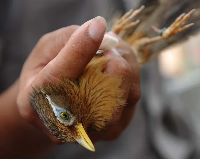 A man inspects a nightingale at a bird market in Hanoi on June 18, 2012