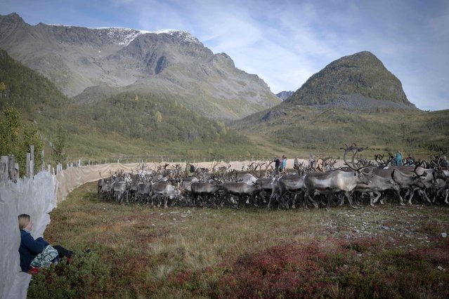 A Sami woman feeds her son while watching their herd of reindeer, in Reinfjord, in Northern Norway, on September 15, 2023. A horde of white, brown or greying reindeer cross fjords, climb mountains and swim between glaciers before arriving at their destination, after a great migration to their winter pasture, in the Norwegian Far North. The Sami follow their animals by quad, on foot or by boat. (Photo by Olivier Morin/AFP Photo)