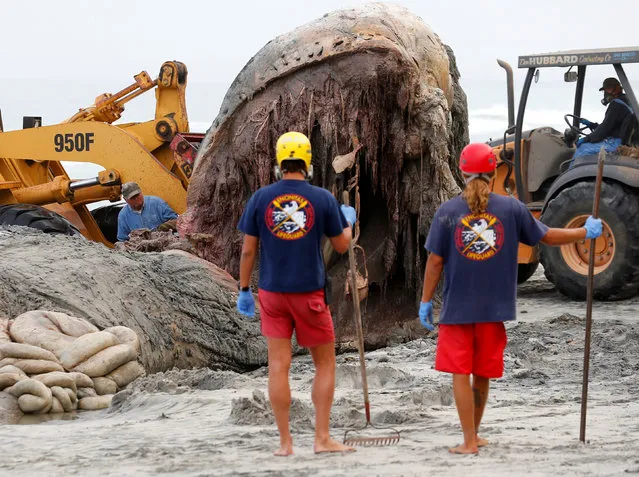A worker uses a chainsaw as Encinitas lifeguards work to remove the carcass of a large humpback whale that washed ashore in Leucadia, California, United States, July 18, 2016. (Photo by Mike Blake/Reuters)