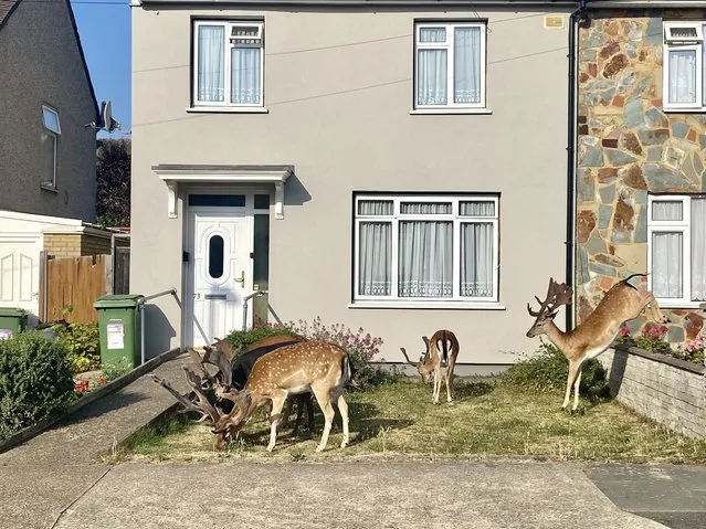A herd of deer were seen roaming Harold Hill, a suburb of east London, by a wedding photographer delivering photos on Saturday morning, July 23, 2022. He guessed they came from a nearby wood. (Photo by Danny Jackson/South West News Service)