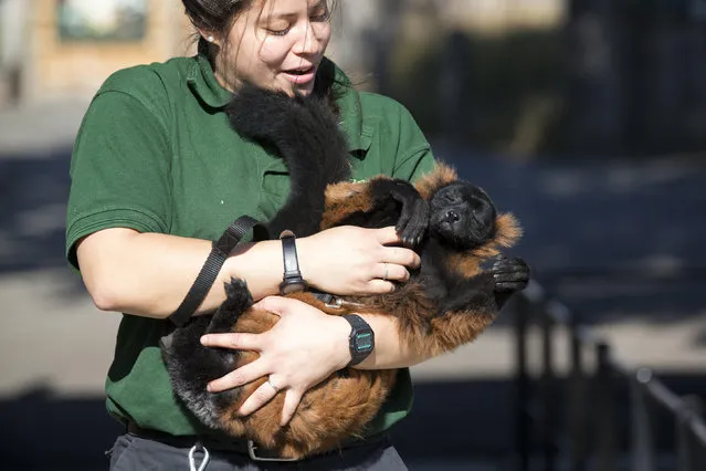 Zoo keeper Angel Lawson, handles Cid, an red-ruffed lemur, who is weighed at 4.34kg during the annual weight-in ZSL London Zoo on August 21, 2014 in London, England. The height and mass of every animal in the zoo, of which there are over 16,000, is recorded and submitted to the Zoological Information Management System. This is combined with animal measurement data collected from over 800 zoos and aquariums in almost 80 countries, from which zoologists can compare information on thousands of endangered species. (Photo by Oli Scarff/Getty Images)