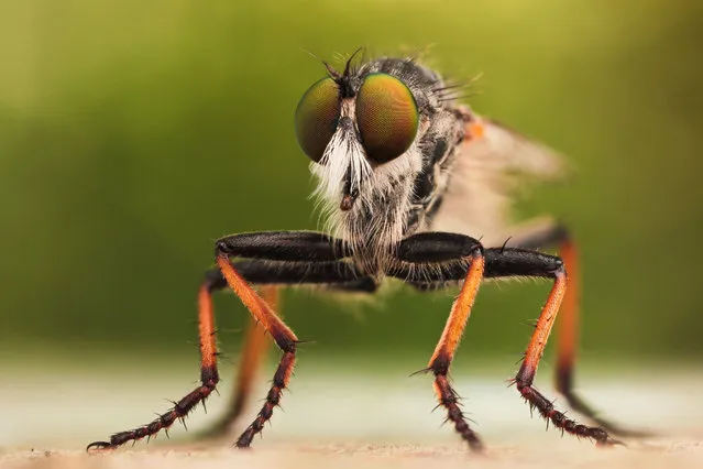 Handheld Stack: Robber. Asilidae. Size: 18-20 mm.