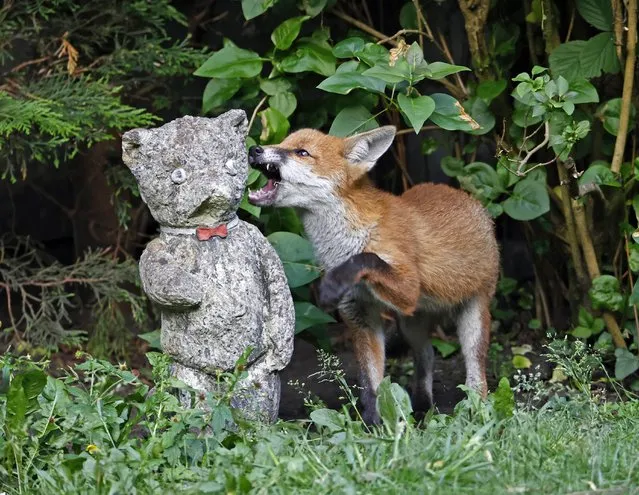 A fox cub snarls at a garden gnome in a suburban garden in Halifax, West Yorkshire on August 16, 2022. There are an estimated 150,000 urban foxes in the UK. (Photo by Steve Midgley/South West News Service)