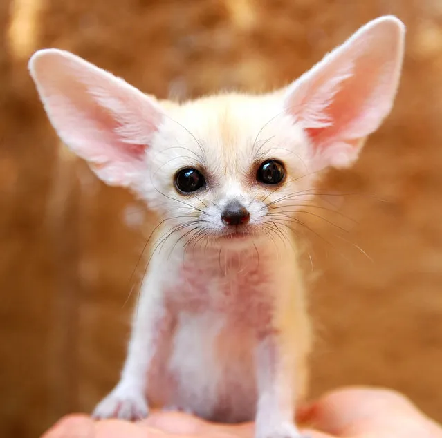 Baby Fennec Fox