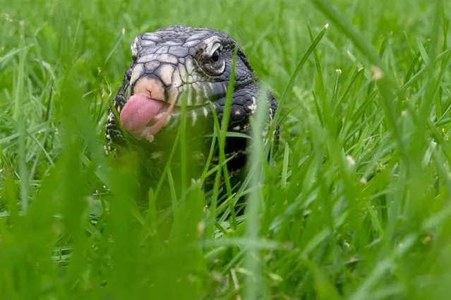 A teju sits in the grass during a pet fair in eastern Germany, on September 5, 2012. (Photo by Franziska Koark/AFP Photo)