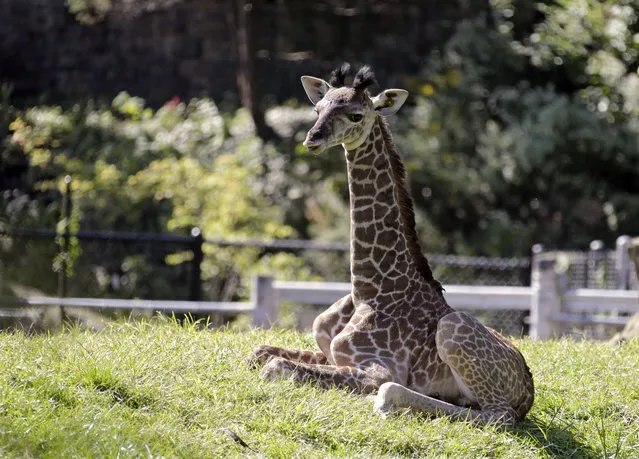 Jabari, a two-week old male Masai giraffe, lounges in his enclosure at the Cleveland Metroparks Zoo in Cleveland, Friday, September 19, 2014. Jabari, the 48th giraffe born at the zoo since 1955, joins half-sister Adia, born two months ago, in the zoo's herd. (Photo by Mark Duncan/AP Photo)