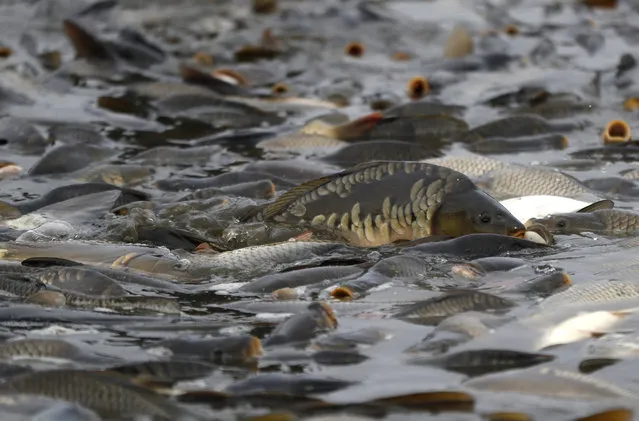 Fish, mostly carp, are caught in the net during a traditional fish haul of the Horusicky pond near the town of Veseli nad Luznici, Czech Republic, Tuesday, October 24, 2017. (Photo by Petr David Josek/AP Photo)