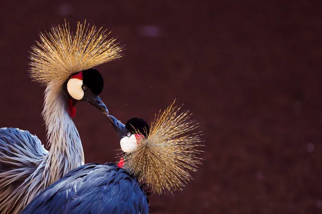 A pair of grey crowned cranes are seen at the zoo in Fuengirola, near Malaga, Spain, 17 May 2020. After nine weeks without visitors, the life of animals at Fuengirola's zoo has changed, and many creatures seem to have changed their behavior. (Photo by Jorge Zapata/EPA/EFE)