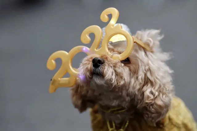 Teddy, a 12-year-old miniature poodle looks on wearing 2022 glasses on West 47th Street ahead of New Year's Eve celebrations at Times Square as the Omicron variant continues to spread in the Manhattan borough of New York City, U.S., December 31, 2021. (Photo by Stefan Jeremiah/Reuters)