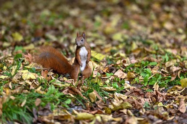 A red squirrel is looking for food in the park surrounding the Soviet Military Cemetery in Warsaw. On Saturday, On Saturday, October 08, 2022, in Warsaw, Poland. (Photo by Artur Widak/NurPhoto via Getty Images)