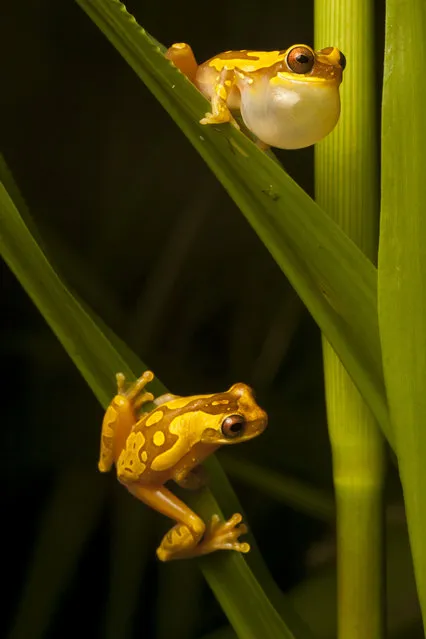 A male Hourglass Frog, Dendropsophus ebraccatus, calls to a female on a blade of grass below in the Osa Peninsula, one of the biologically richest places on earth. (Photo by Robin Moore)