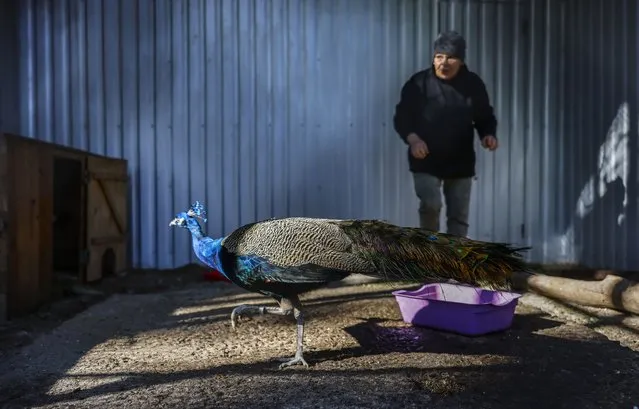 A woman feeds a peacock at the zoo in Mykolaiv, Ukraine, 24 October 2022. Nine rockets hit the area of the zoo at the beginning of the war. Now the zoo opens only at weekends. Russian troops on 24 February entered Ukrainian territory, starting a conflict that has provoked destruction and a humanitarian crisis. (Photo by Annibal Hanschke/EPA/EFE)