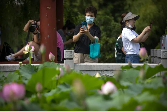 People wearing face masks to protect against the new coronavirus take photos of lotus blossoms at a public park in Beijing, Friday, June 26, 2020. (Photo by Mark Schiefelbein/AP Photo)