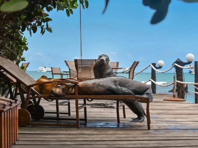 A trio of sea lions find the best sunbathing spot in Puerto Ayora on Santa Cruz Island, one of the Galapagos Islands off South America in the second decade of November 2022. (Photo by Mihai Coman/Solent News & Photo Agency)