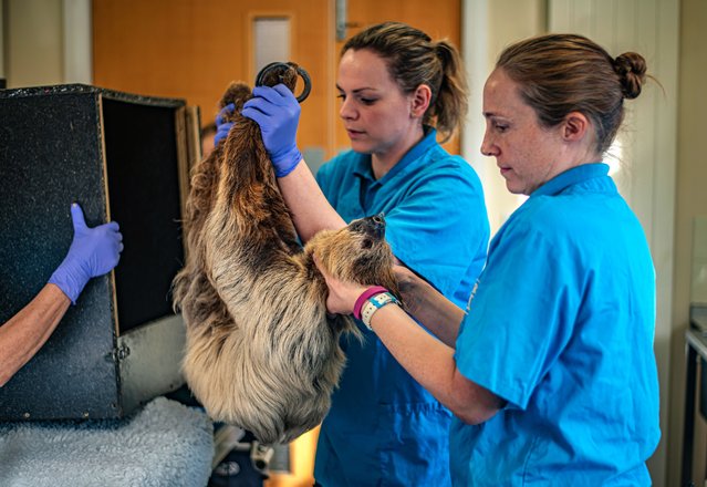 The animal care team at Chester Zoo, UK on April 17, 2025 prepare Rico the two-toed sloth for a three-hour dental surgery to cure his toothache, thought to be the first of its kind. X-rays showed the op was a success. (Photo by Chester Zoo)