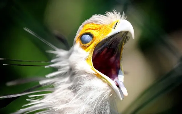 A secretary bird is pictured in his enclosure at the Tierpark Friedrichsfelde Zoo in Berlin. (Photo by Barbara Sax/AFP Photo)