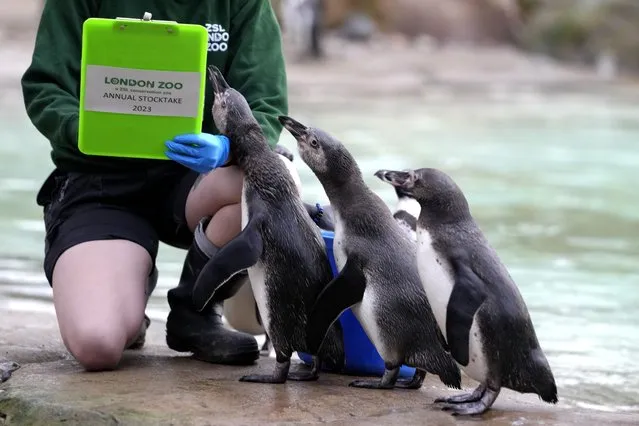 Humboldt Penguins are counted during the annual stocktake at London Zoo in London, Tuesday, January 3, 2023. Caring for over 500 different species, zookeepers will be kicking off the new year by tallying up every mammal, bird, reptile, fish and invertebrate at the Zoo – from gorillas to turtles. (Photo by Kirsty Wigglesworth/AP Photo)