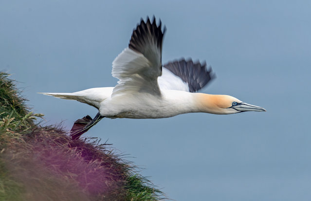 A Northern Gannet is seen nesting and collecting vegetation to line their nest on the cliffs at Bempton, Cliffs in Yorkshire, United Kingdom on June 7, 2025. (Photo by Stuart Brock/Anadolu via Getty Images)