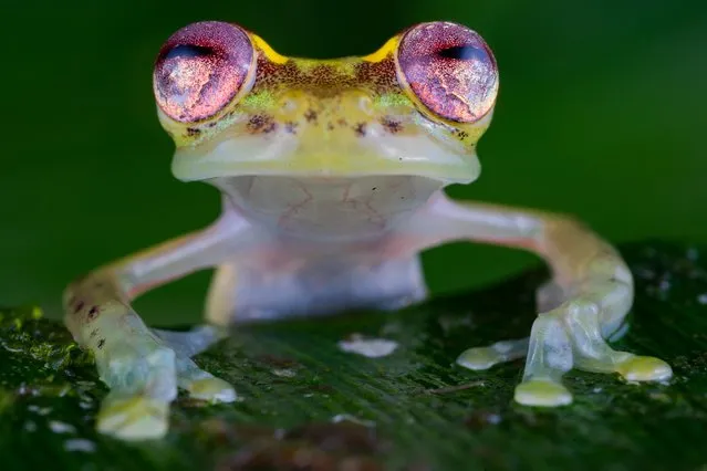 The frog with the ruby eyes by Jaime Culebras, Spain. The calls of the male mindo glass frogs could be heard all around this female sitting quietly on a leaf. These frogs are confident around humans, and Jaime thought this one had the most beautiful ‘ruby’ eyes, so he carefully moved his camera, tripod and flashes to be close enough to capture a portrait that would highlight them. Only found in north-west Ecuador, in the Río Manduriacu reserve in the foothills of the Andes, these frogs are endangered by habitat loss associated with mining and logging. (Photo by Jaime Culebras/Wildlife Photographer of the Year)