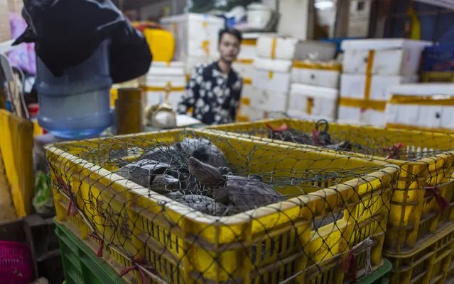 Salesman selling turtles waits for costumers on Huangsha Seafood Market in Guangzhou, Guandong Province, China, 18 January 2018. (Photo by Aleksandar Plavevski/EPA/EFE)