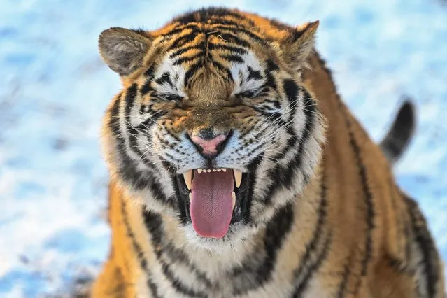 A Siberian tiger gestures at the Siberian Tiger Park in Harbin, in China's northeastern Heilongjiang province, on January 6, 2023. (Photo by Hector Retamal/AFP Photo)