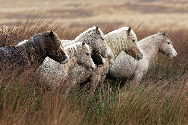 Six wild ponies stand in a row in the driving rain next to the A4059 road in the Brecon Beacons, Wales, United Kingdom on Thursday, Januray 12, 2023. (Photo by Dimitris Legakis/Athena Picture Agency)