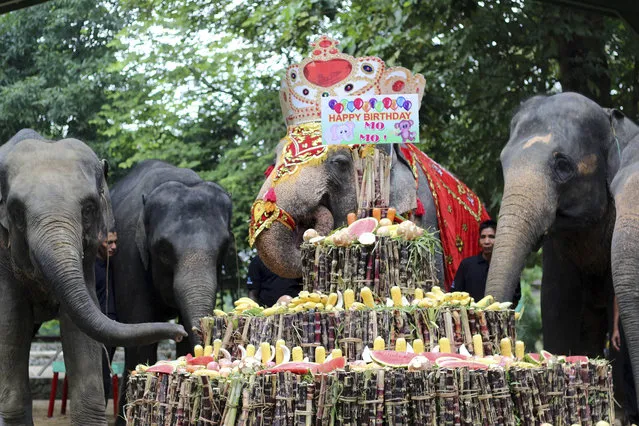 Female elephant Mo Mo, second right, eats a cake made of fruits, vegetables and sugar canes with her friends during a ceremony to mark her 62nd birthday at the Yangon Zoological Gardens Sunday, October 18, 2015 in Yangon, Myanmar. The pachyderm originally from Myanmar's eastern Kayah state was brought to the zoo in 1961 when she was seven-year-old. (Photo by Khin Maung Win/AP Photo)