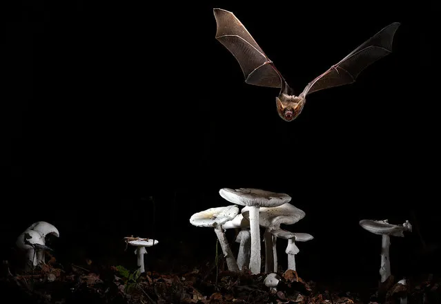 The greater mouse-eared bat (Myotis myotis) is shown in this undated handout photo taken in Brittany, France, released on February 7, 2018. (Photo by Courtesy Olivier Farcy/Reuters)