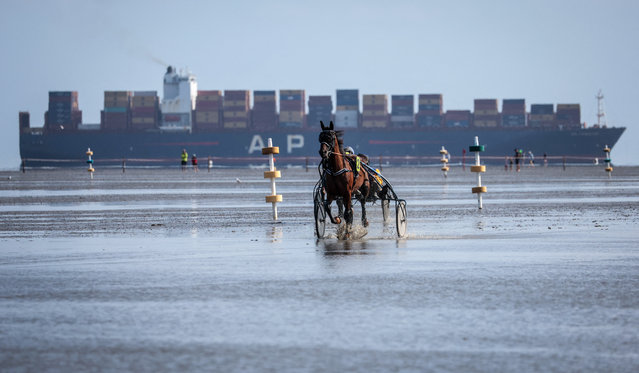 A harness racer prepares for a race of the Duhner Wattrennen horse race as a container ship is seen in the distance, in Cuxhaven, northern Germany, on August 17, 2025. The race takes place in the Wadden Sea of the Elbe Estuary. (Photo by Focke Strangmann/AFP Photo)
