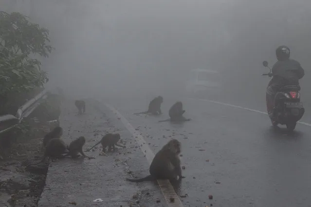 Monkeys eating a cigarette pack on January 28, 2018 in Bali, Indonesia. Many people come to Bali and throw their trash on the road causing animals eat the garbage. (Photo by Afriadi Hikmal/Barcroft Media)