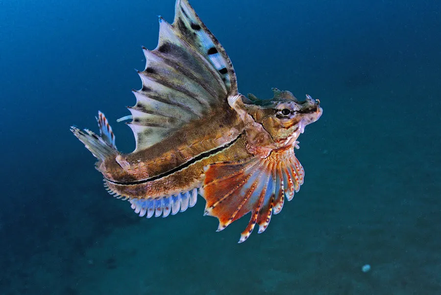 Under Water Photographers by Andrew Shpatak