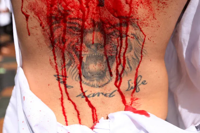 A Shi'ite Muslim man's back bleeds over his tattoo after he gashed his back with razors during a religious procession to mark Ashura in Nabatiyeh, southern Lebanon October 12, 2016. (Photo by Ali Hashisho/Reuters)