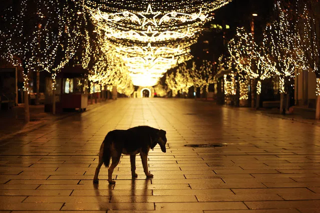 A stray dog walks through the deserted square illuminated with Christmas lights and seasonal decoration in Pristina, Kosovo, 07 December 2020. Government of the Republic of Kosovo extended the two weeks night curfew to stem the widespread of the SARS-CoV-2 coronavirus which causes the Covid-19 disease. (Photo by Valdrin Xhemaj/EPA/EFE)