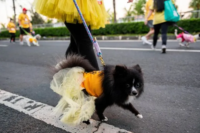 A dog runs with its pet owner during a charity race, in Pasay City, Metro Manila, Philippines on March 18, 2023. (Photo by Lisa Marie David/Reuters)