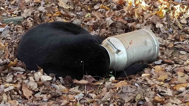 A black bear is pictured with its head stuck in a milk can near Thurmont, Maryland in this November 16, 2015 handout photo. Maryland Department of Natural Resource workers tranquilized the bear before using and electric hand saw to cut the milk can off. The bear recovered consciousness and walked off unharmed. (Photo by Reuters/Maryland Wildlife and Heritage Service)