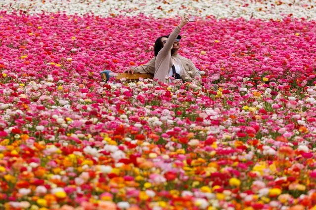 A couple sits on a bench amid a field of giant Tecolote Ranunculus flowers as they take a picture at the Flower Fields in Carlsbad, California, U.S., April 27, 2023. (Photo by Mike Blake/Reuters)