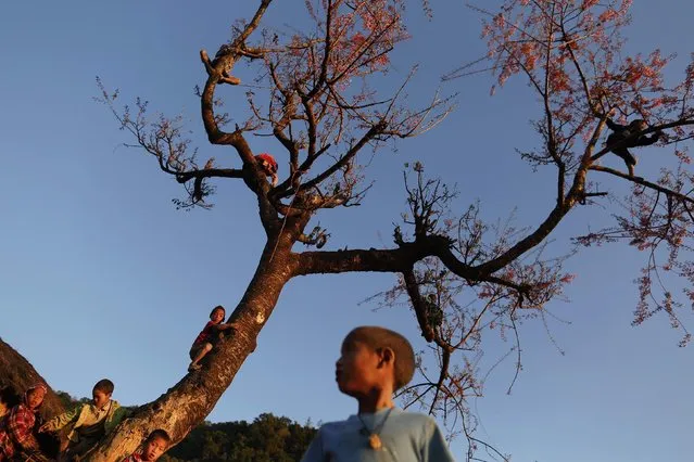 Naga boys climb a tree to collect cherry blossom in Yansi village, Donhe township in the Naga Self-Administered Zone in northwest Myanmar December 24, 2014. (Photo by Soe Zeya Tun/Reuters)