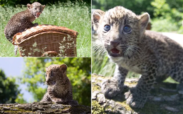 A Javan leopard baby sits on a basket during its presentation to the press on June 7, 2013 at the Tierpark Zoo in Berlin. The male animal was born on April 16, 2013 and was given the name “Timang” by its keepers. (Photo by Joanna Scheffel/AFP Photo)