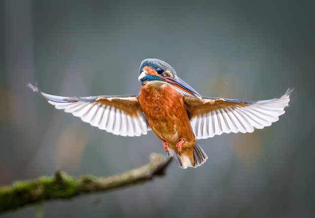 A female kingfisher puts on a colourful morning display, spreading its wings as it prepares to dive for small fish at West Auckland, Co Durham, UK on November 16, 2025. (Photo by Tony Raine/South West News Service)