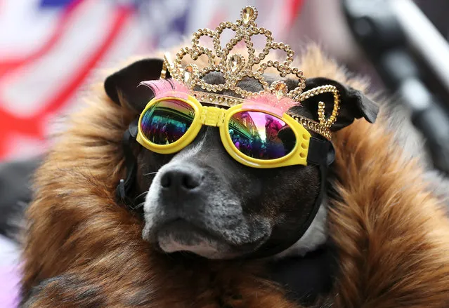 A dog wears a tiara and sunglasses ahead of Britain's Queen Elizabeth and Meghan, the Duchess of Sussex, visit to Chester, June 14, 2018. (Photo by Jon Super/Reuters)