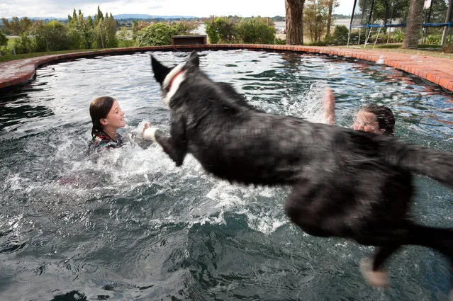 “Poolside”. I had the privilege of staying with Maia and her family. In this photo Maia and her friend were caught up in a splash war when Bella, one of the pups, decided she wanted in on the fun. Location: Mapua New Zealand. (Photo and caption by Laura Casner/National Geographic Traveler Photo Contest)