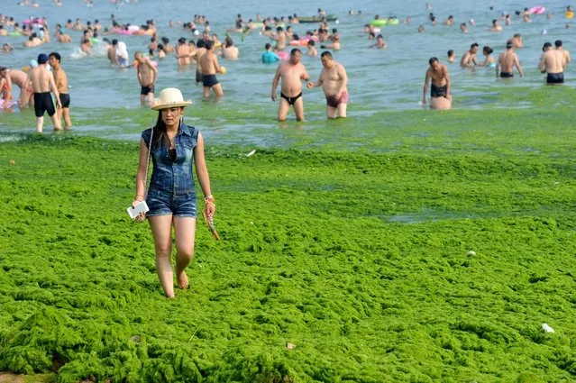 Tourists play at a beach covered by a thick layer of green algae on July 3, 2013 in Qingdao, China. A large quantity of non-poisonous green seaweed, enteromorpha prolifera, hit the Qingdao coast in recent days. More than 20,000 tons of such seaweed has been removed from the city's beaches. (Photo by ChinaFotoPress/ChinaFotoPress)