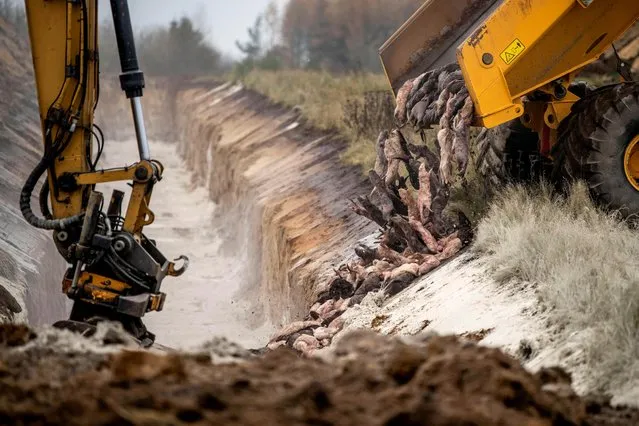 A truck unloads dead mink into a ditch as members of Danish health authorities assisted by members of the Danish Armed Forces bury the animals in a military area near Holstebro, Denmark on November 9, 2020. Danish mink will be buried in mass graves on military land as the country's incinerators and rendering plants struggle to keep up, the Danish environmental and health authorities announced. Denmark will cull about 17 million mink after a mutated form of coronavirus that can spread to humans was found on mink farms. (Photo by Morten Stricker/Ritzau Scanpix/AFP Photo)