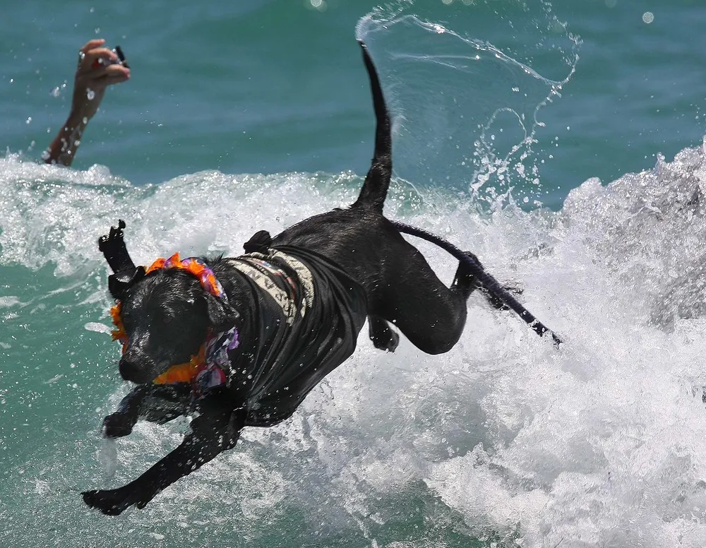 Dog Surfing Competition