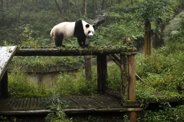 A giant panda stands inside its enclosure at the Bifengxia panda breeding centre in Ya'an, Sichuan province, in China, in this file photo from September 22, 2014. Scientists studying captive breeding of the endangered bamboo-eating bears said December 15, 2015 pandas are far more likely to successfully mate and produce cubs when they show through a complex series of behaviors a preference for a potential mate. (Photo by Benoit Tessier/Reuters)