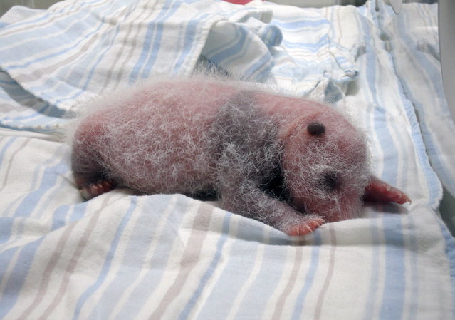 This undated handout photograph released by Taipei City Zoo on July 17, 2013 shows recently born panda cub of giant panda Yuan Yuan in an incubator at Taipei Zoo in Taipei. The public will have to wait three months to catch a glimpse of the first panda born in Taiwan, officials said after she was successfully delivered by parents who were gifted from China. (Photo by AFP Photo/Taipei City Zoo)